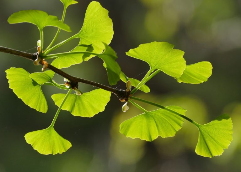 Ginkgo verspricht Konzentration im hohen Alter